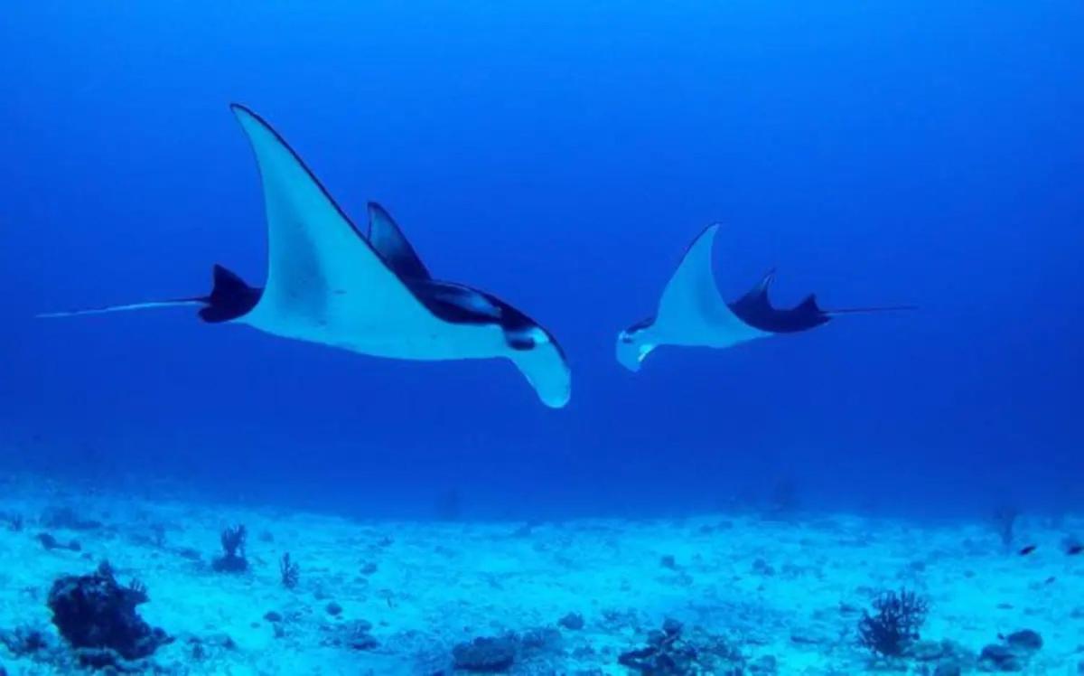White Sandy Beach-Best Manta Snorkeling Tethi Exteriér fotografie